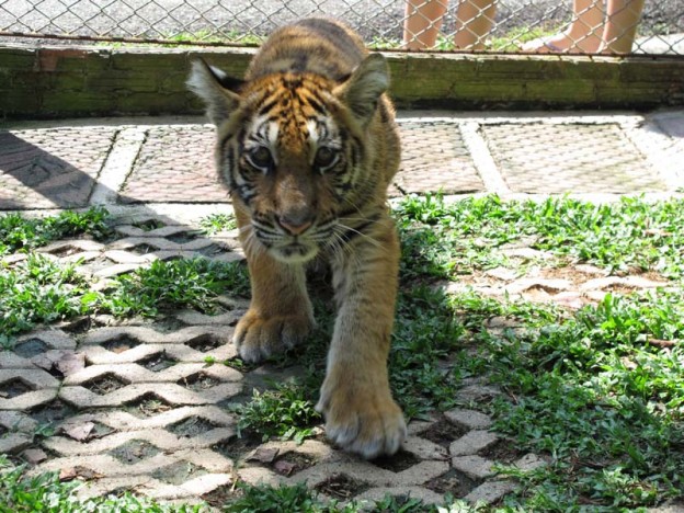 6 month old tiger ready to play