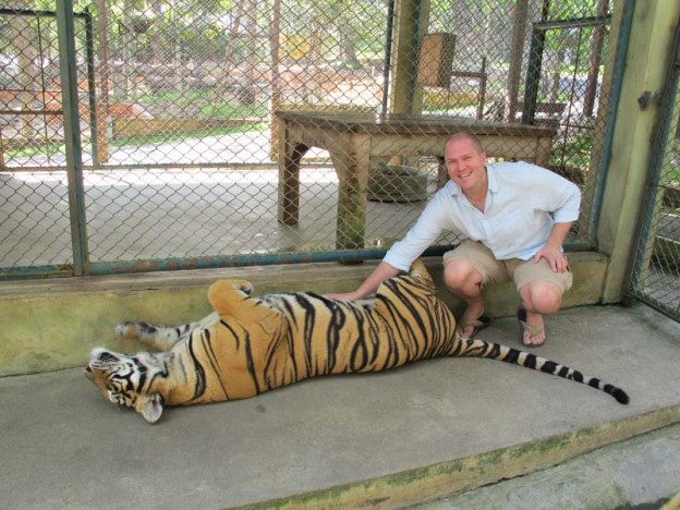 Petting a tiger's belly