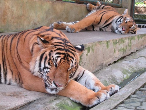 Sleeping adult tigers