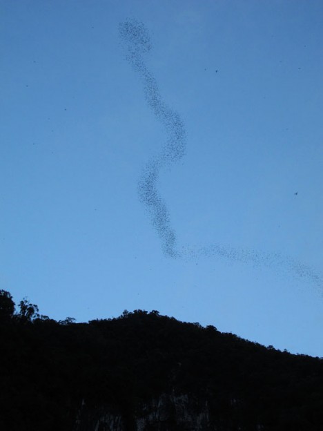 Bats Exiting Deer Cave, Mulu Caves, Borneo