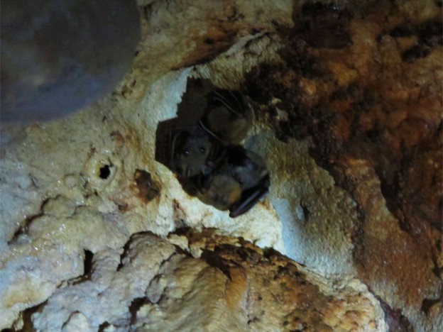 Bats, Mulu Caves, Borneo