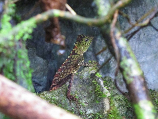 Chameleon, Mulu Caves, Borneo