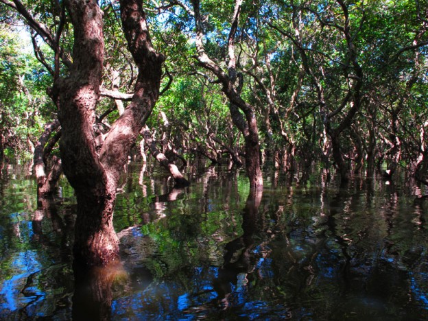 Flooded Forest, Kompong Phluk, Tonle Sap, Cambodia