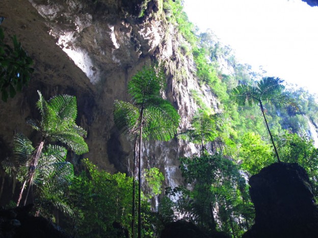 Giant Tree Ferns, Mulu Caves, Borneo