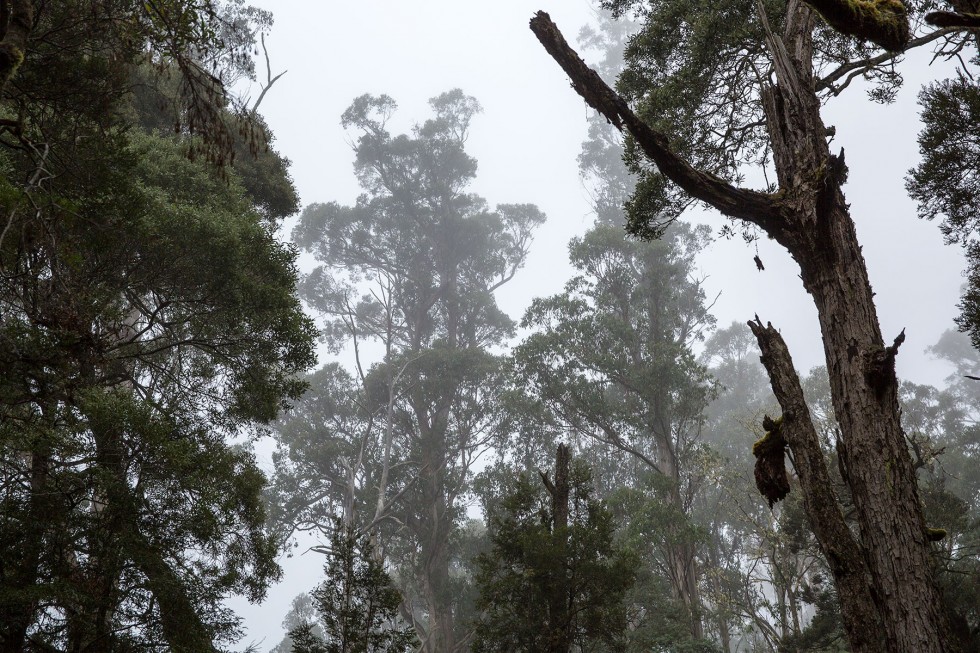 Misty tree tops