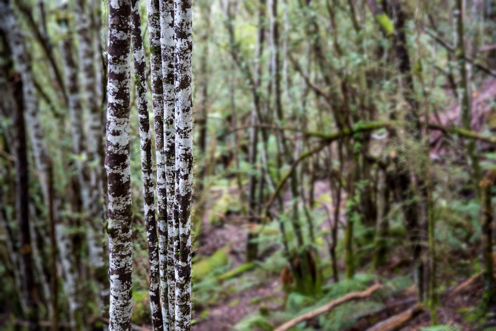 Beech trees