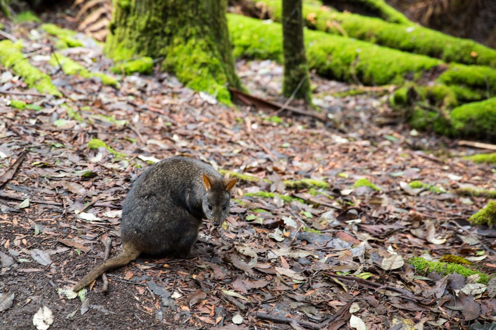 Wallaby