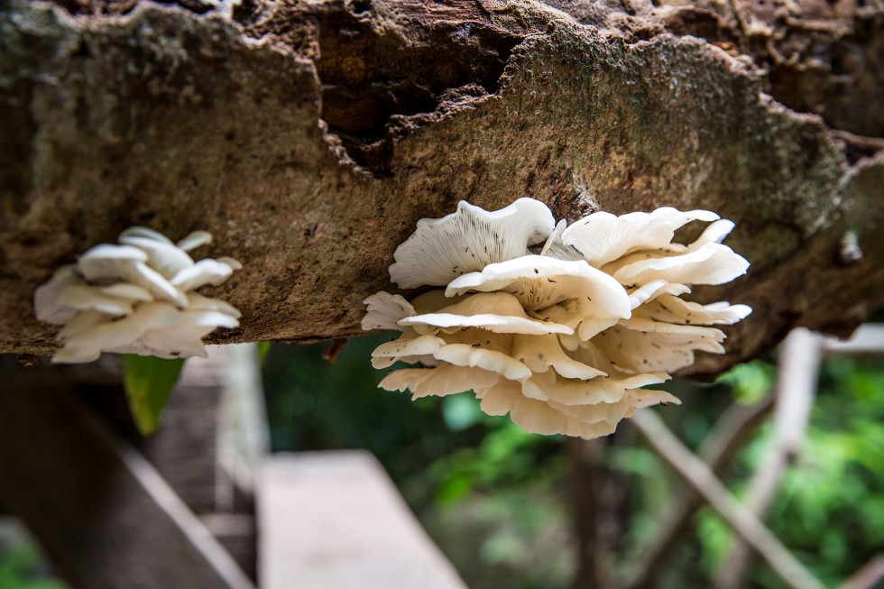 Erawan Falls, mushrooms