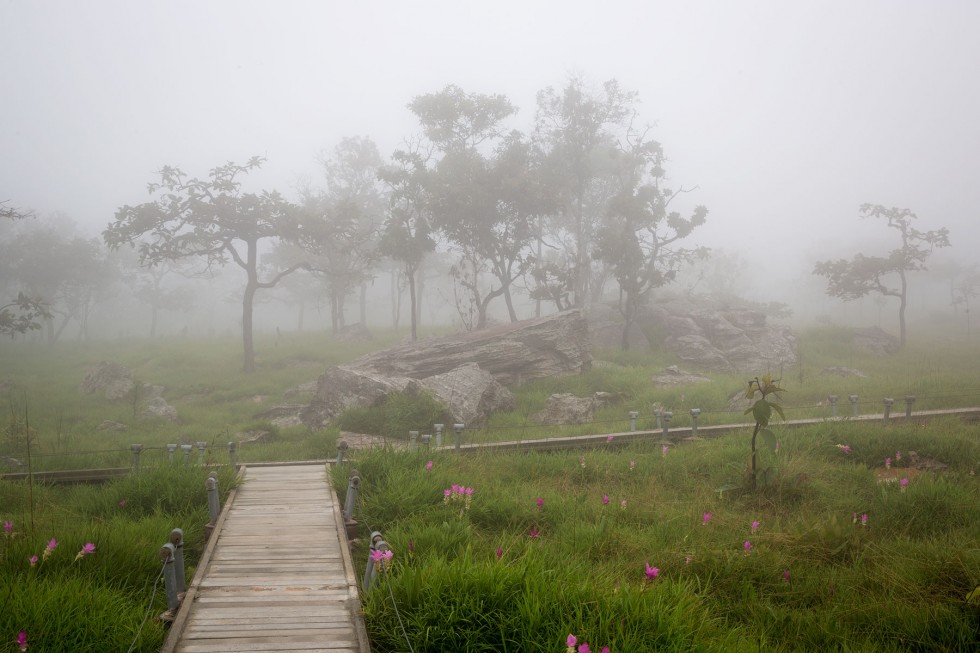 Boardwalk through the tulips fields