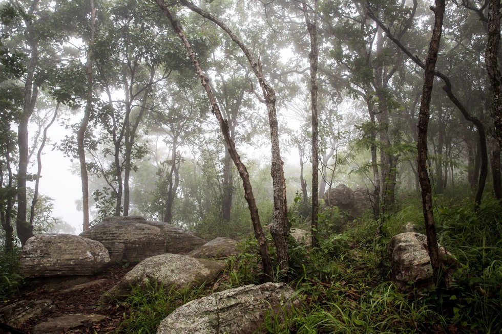 Pa Hin Ngam forest