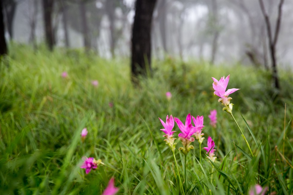 Siam tulips