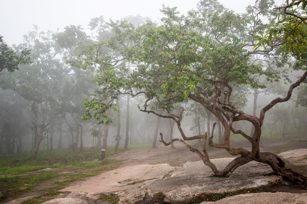 Tree growing over rocks