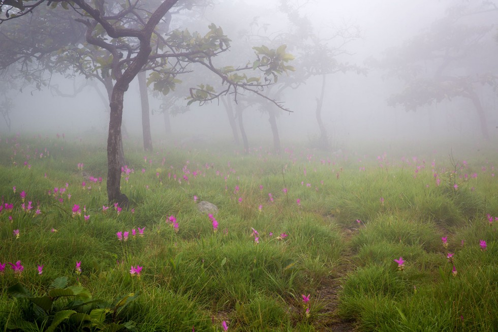 Siam tulip field