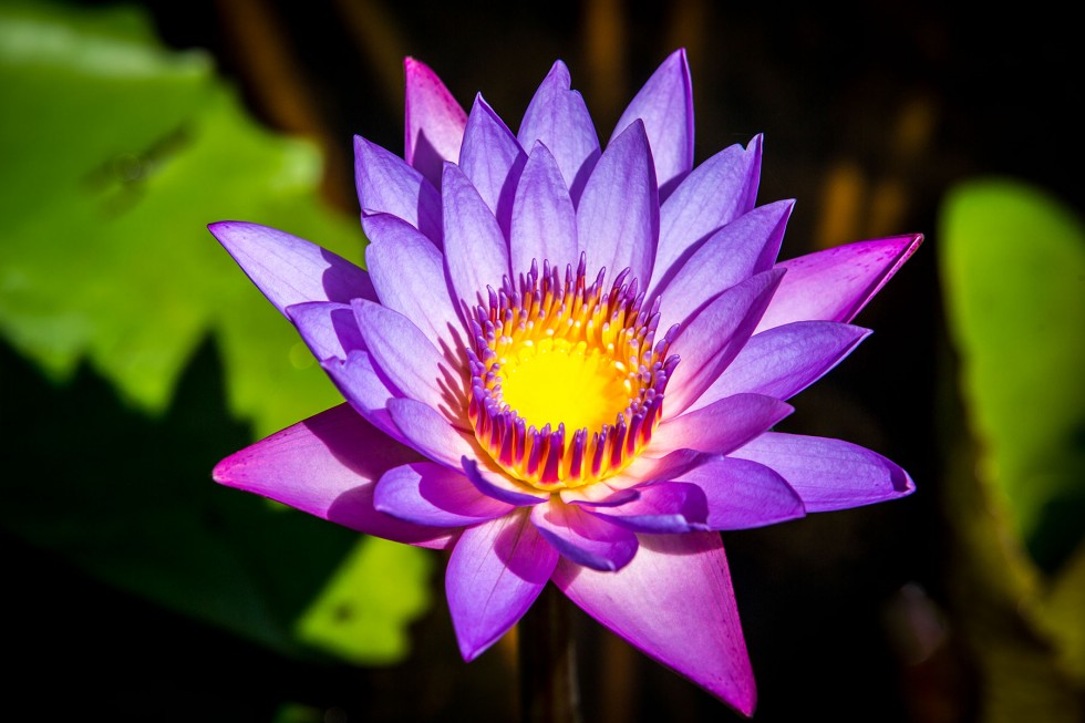 Lotus at Wat Nong Wang