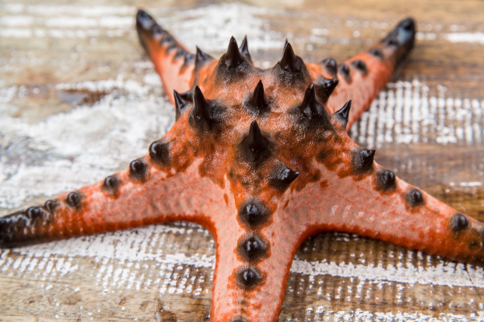 Red starfish with black points