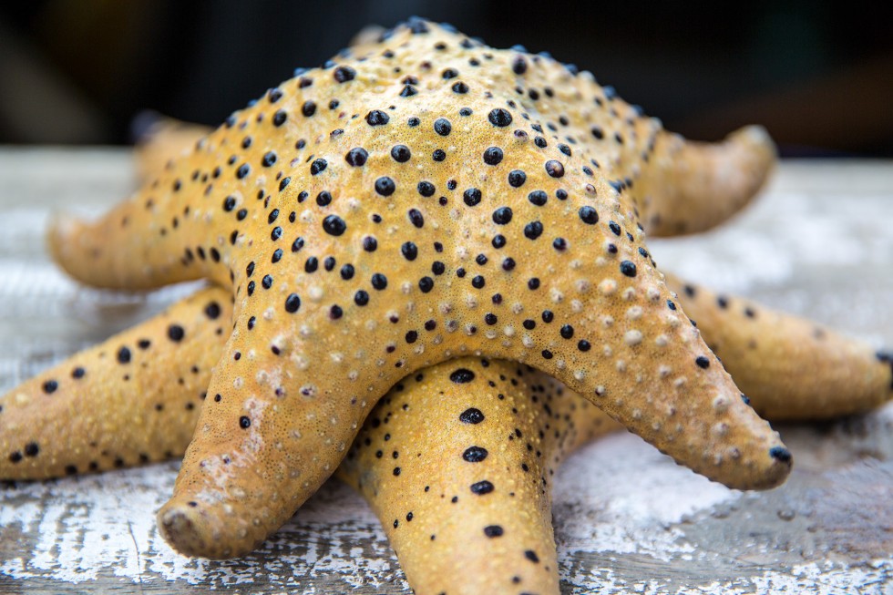 Yellow polka dot starfish