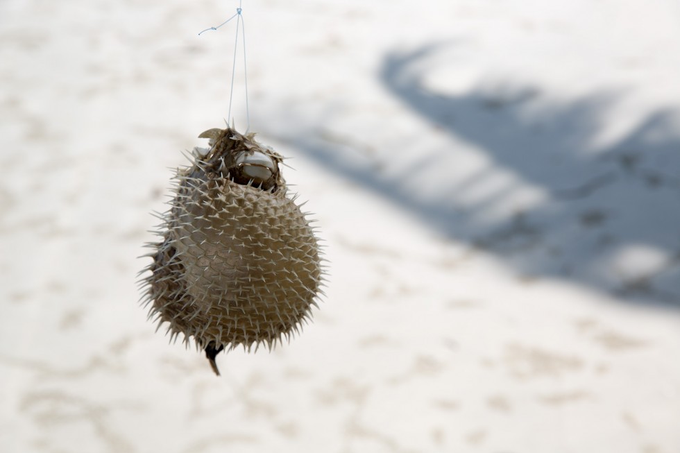 A puffer fish