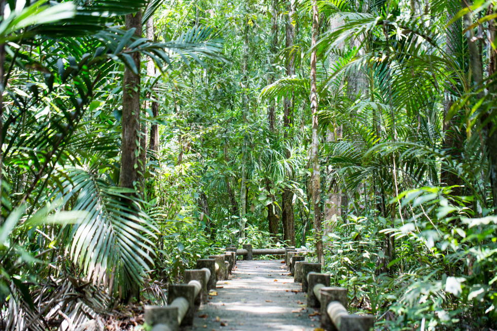 Pathway through the jungle