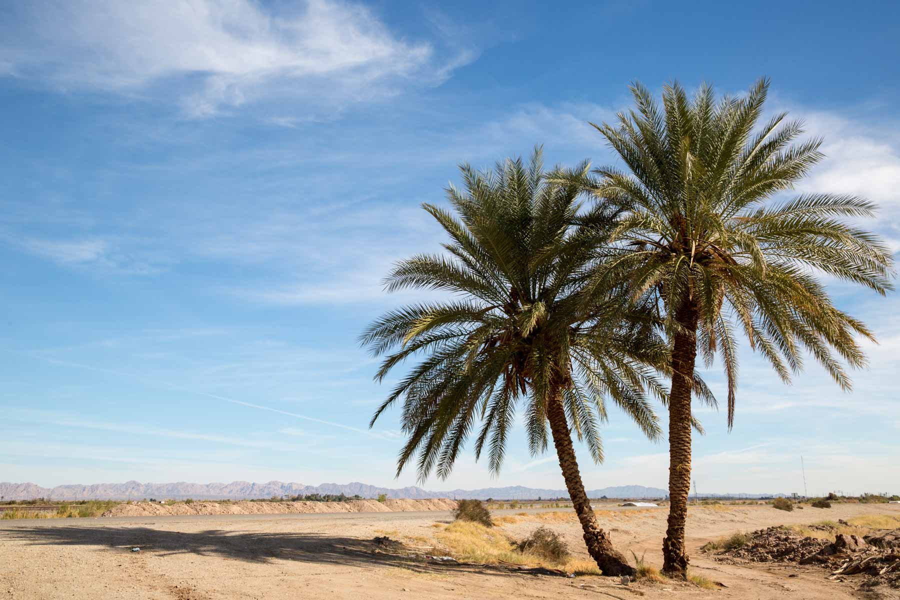 Palm trees near the Salton Sea