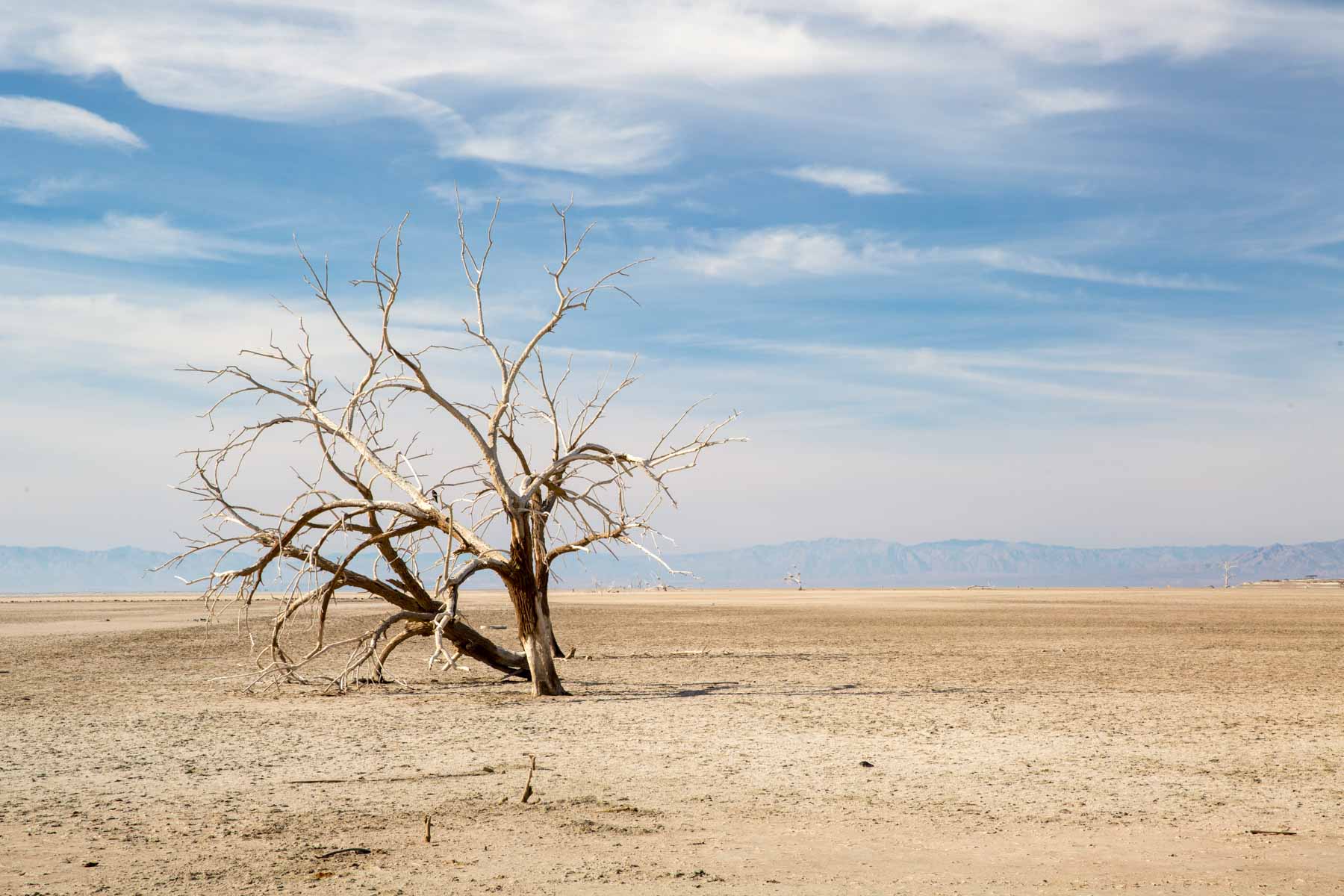 Dead tree near the Salton Sea