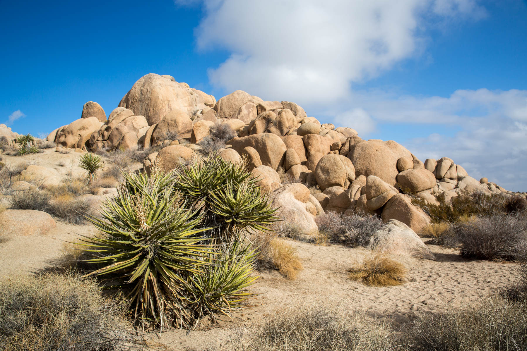 Joshua Tree Jumbo Rocks