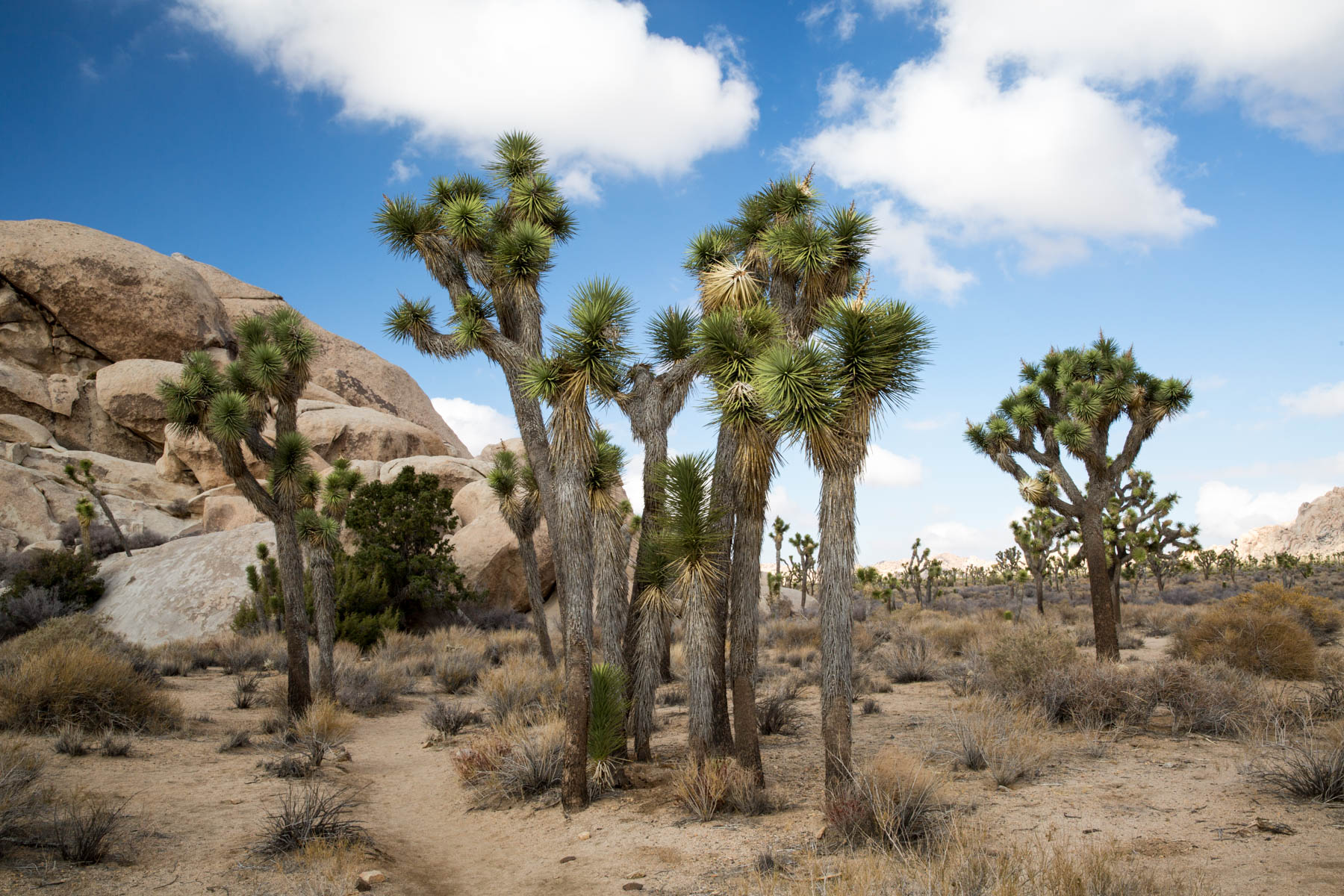 Joshua Tree stand