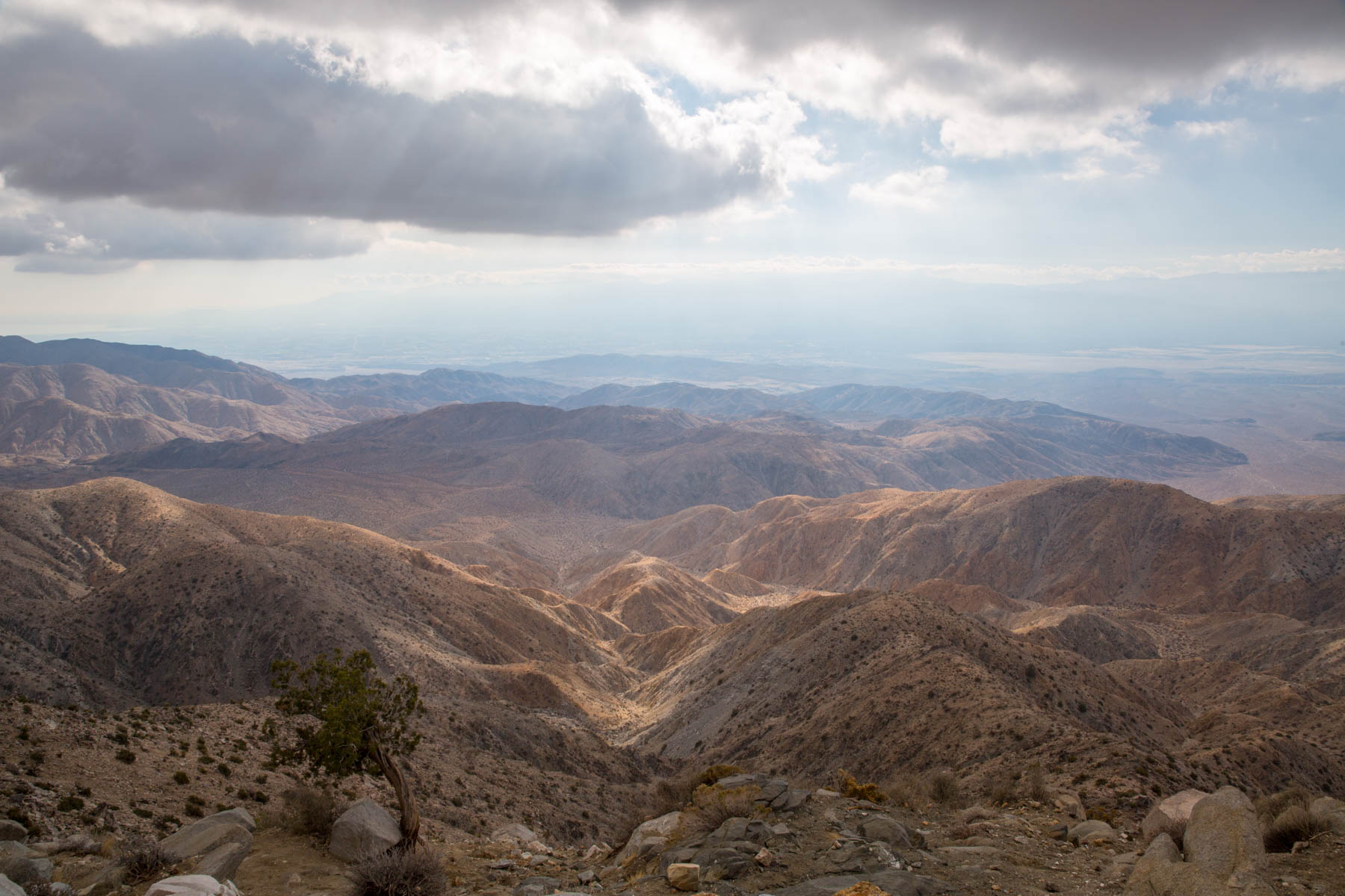 Joshua Tree vista