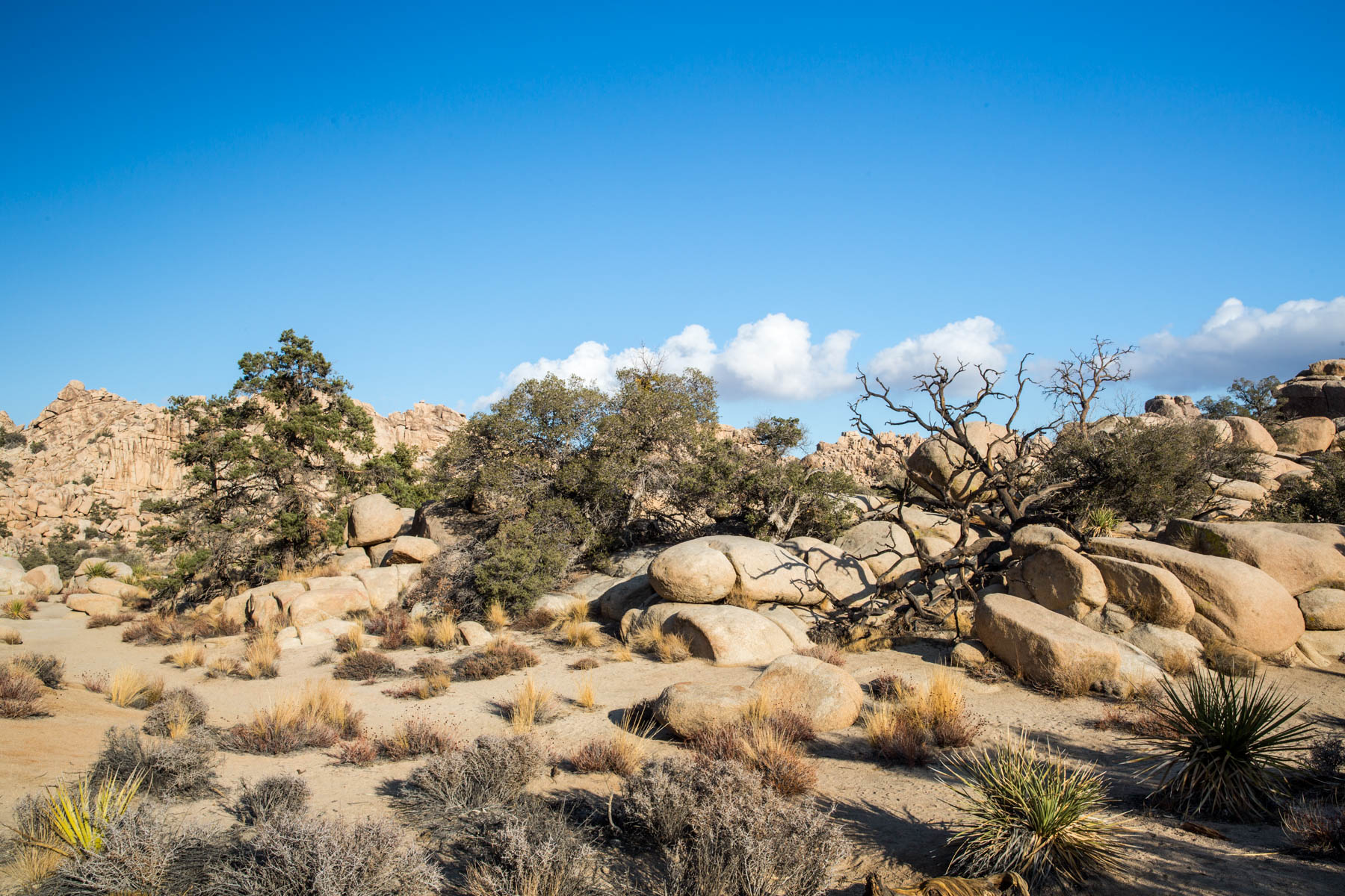 Joshua Tree Hidden Valley