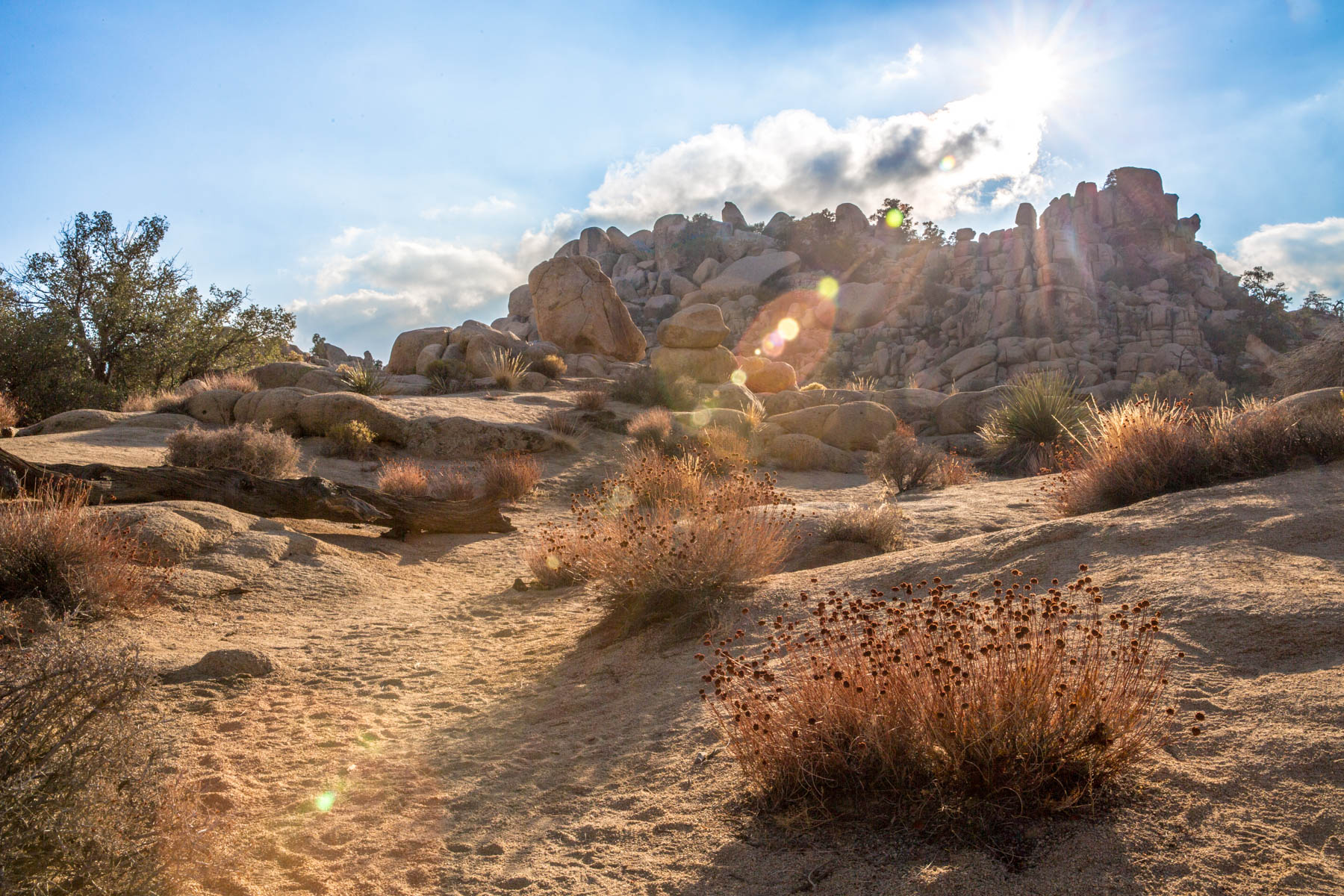 Joshua Tree afternoon