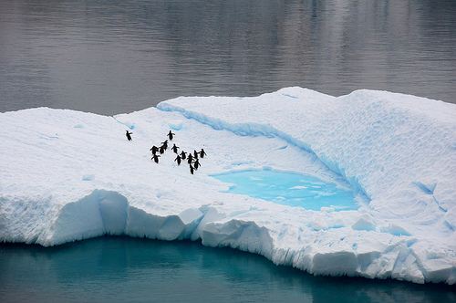 Penguin Oasis