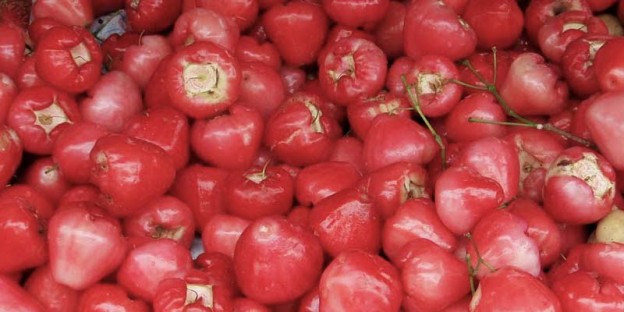 Chompoo (Rose Apple)