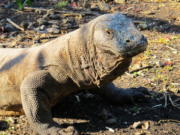 Komodo dragon