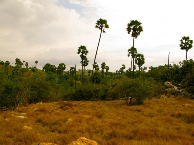 Rinca Island landscape