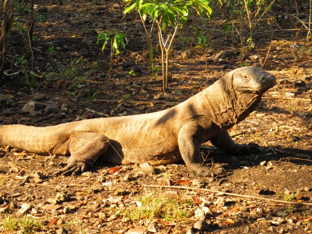 Komodo dragon on Rinca Island