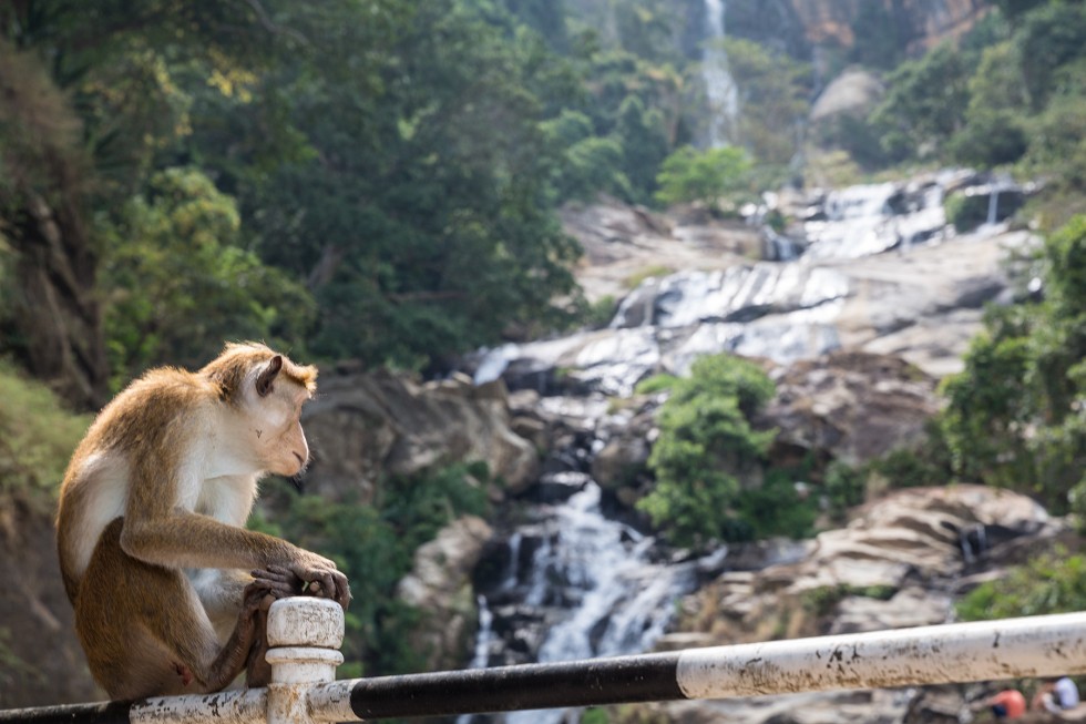 Me and a monkey enjoying Ruwana Ella Waterfall