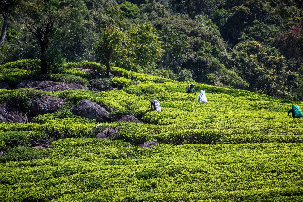 Tea pickers