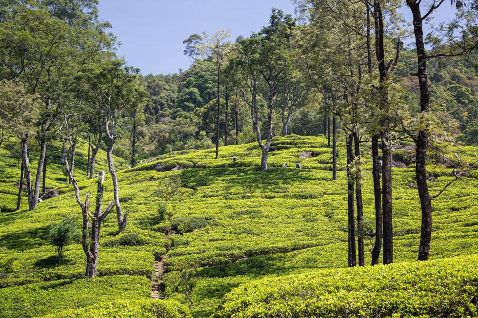 Tea plantation, Nuwara Eliya