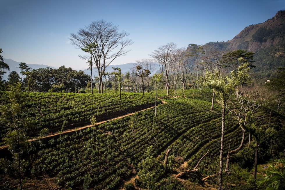 Tea plantation