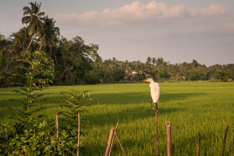 Tissamahara rice field and heron